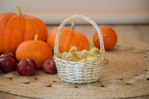 Small yellow ducklings are sitting in a basket in beautiful studio with pumpkin decoration.