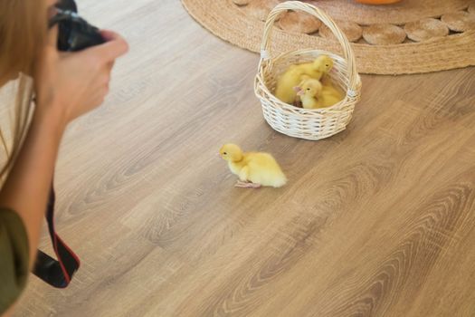 A Woman is making photoes of a small yellow duckling escaping from a basket..