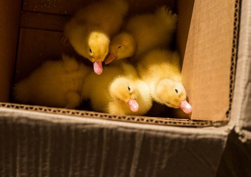 .Little yellow ducklings sit in a cardboard box