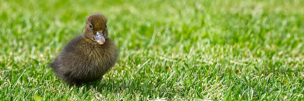 Small newborn ducklings walking on backyard on green grass. Brown cute duckling running on meadow field in sunny day. Banner or panoramic shot with duck chick on grass