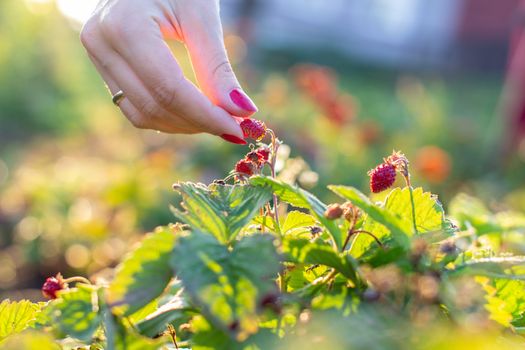 A woman's hand plucks a strawberry from the garden. High quality photo