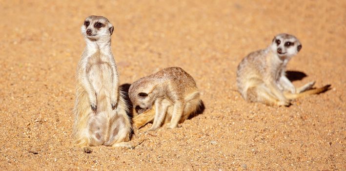Inquisitive meerkats against a brown dirt background
