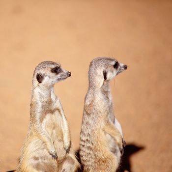 A pair of cute meerkats looking around isolated against a brown dirt background