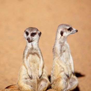 A pair of curious meerkats looking around isolated against a brown dirt background
