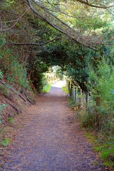 Light at the end of a tunnel of green trees and leaves along a dirt track