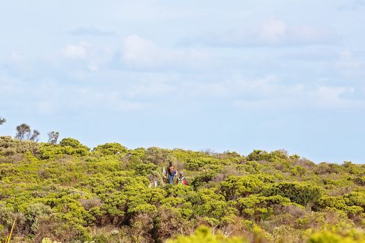 A couple of people bush walking in coastal shrubs on their way to see the amazing rock formations along The Great Ocean Road Australia