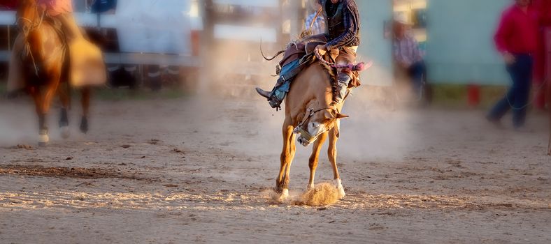 Cowboy rides a bucking bronc horse in a sanctioned competition event at an Australian country rodeo