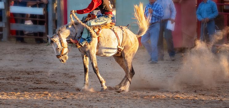 Cowboy rides a bucking bronc horse in a sanctioned competition event at an Australian country rodeo