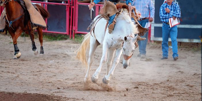 Cowboy rides a bucking bronc horse in a sanctioned competition event at an Australian country rodeo