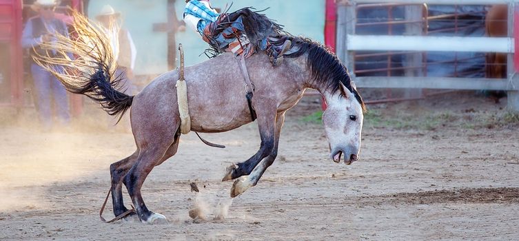 Cowboy rides an energetic bucking bronc horse in a sanctioned competition event at a country rodeo