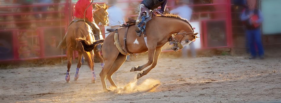 Cowboy rides an energetic bucking bronc horse in a sanctioned competition event at a country rodeo