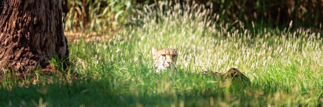 A hunting wild cheetah lying in wait in tall grass for prey