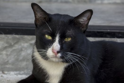 Black cat lying on the floor looking at something suspicious.