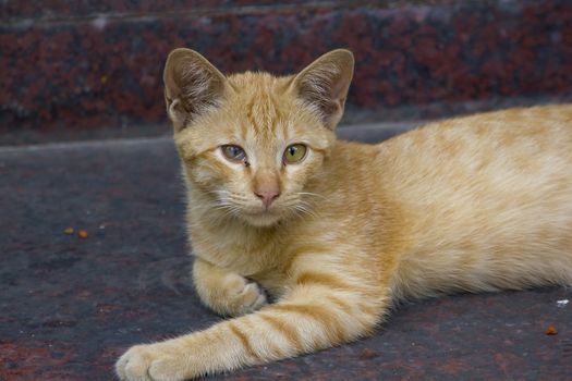 A brown cat lying on the floor looking