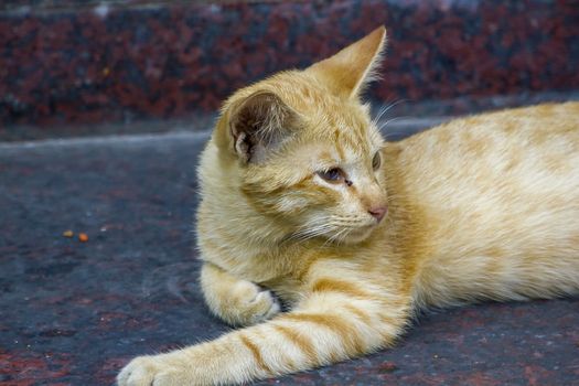 A brown cat lying on the floor looking