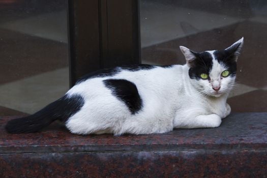 Black cat lying on the floor looking at something suspicious.