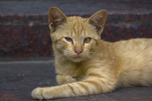 A brown cat lying on the floor looking