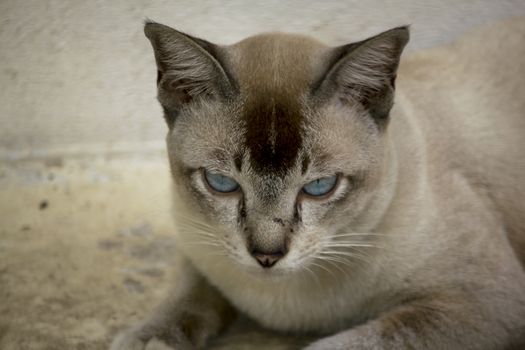 Black cat lying on the floor looking at something suspicious.