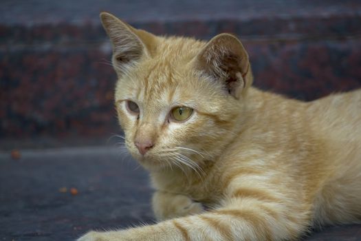 A brown cat lying on the floor looking