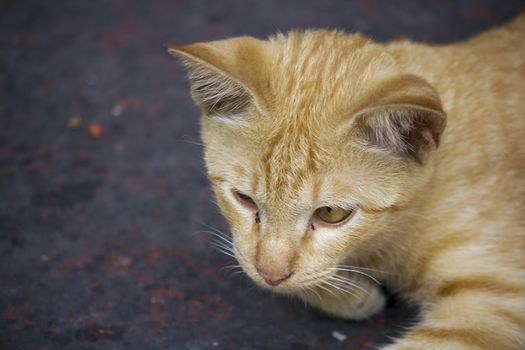 A brown cat lying on the floor looking