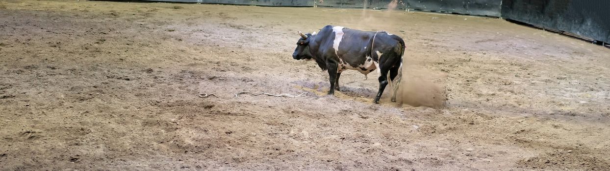 Angry bull snorting, pawing the ground and flicking up dust in an arena after throwing off his cowboy rider