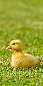 Small newborn ducklings walking on backyard on green grass. Yellow cute duckling running on meadow field in sunny day. Banner or panoramic shot with duck chick on grass
