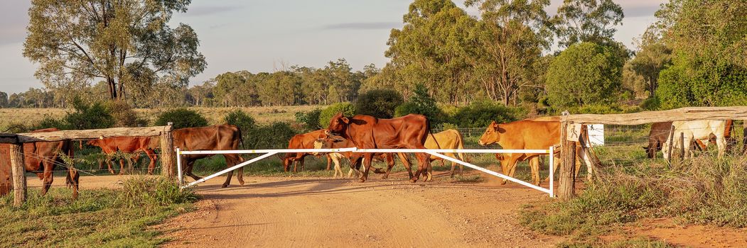 Cattle droving across a dirt road at sunrise in Australia