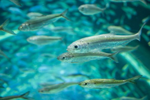 Shoal of alewives, alosa pseudoharengus, in an aquarium tank