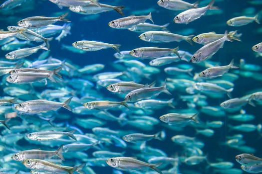 Shoal of alewives, alosa pseudoharengus, in an aquarium tank