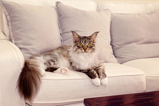 Beautiful Main Coon fully grown female cat posing on a lounge soft, grey background, direct stare