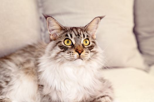 Close up of beautiful Main Coon fully grown female cat, looking upwards, light background