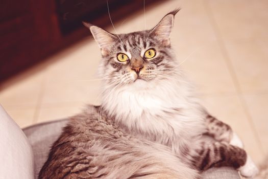 Female brown and white Main Coon cat sitting on a lounge chair