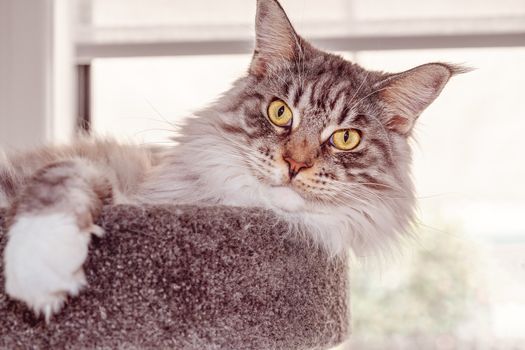 Close up of a large fully grown brown and white Main Coon female cat sitting on its scratching post