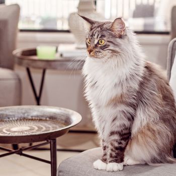 Handsome female brown and white Main Coon cat sitting erect on a lounge chair