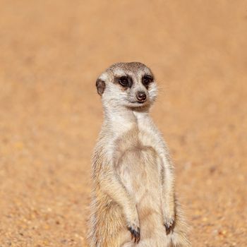 A meerkat standing against a brown dirt background, looking around. These inquisitive animals belong to the mongoose family.