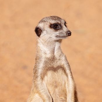 A meerkat standing against a brown dirt background, looking around. These inquisitive animals belong to the mongoose family.