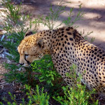 Close up of a cheetah prowling, looking around for food