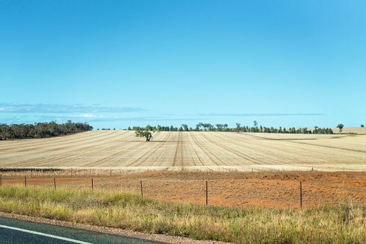 Road Trip - A vast field of agriculture growing grain in Australia