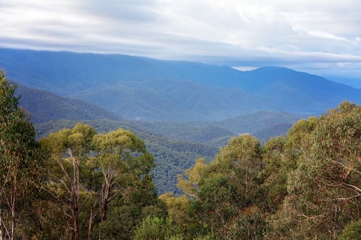 Trees in the foreground of a blue mountain range in country New South Wales Australia