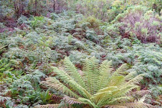 Large ferns in a bushland setting - nature at its best