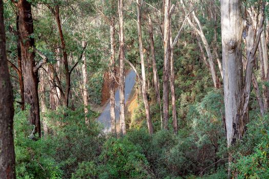 Road Trip - A bitumen road winding through a forested landscape