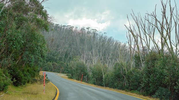 Road Trip - Die back of trees in the Kosciuszko National Park Australia