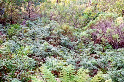 Dense foliage of ferns covering the ground in a forest setting