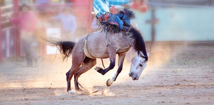 Bucking bronc horse riding competition entertainment at country rodeo