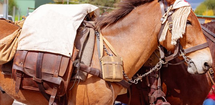 A first aid donkey being led by a rider of the Australian light horse brigade