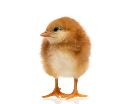 Little chick looking something, isolated on a white background