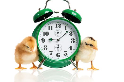 Cute little chickens with alarm clock isolated on white background