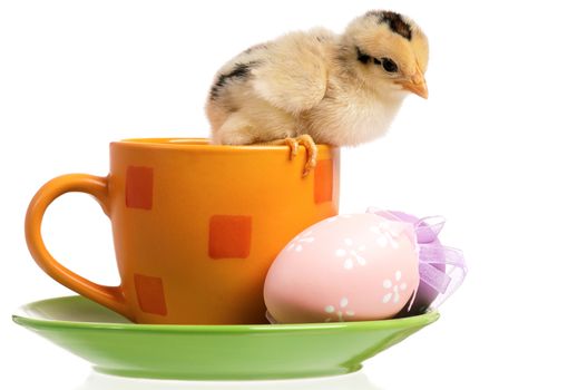 One little chicken on cup with Easter eggs, isolated on white background