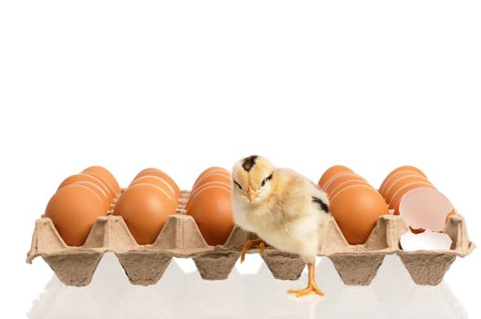 One little chicken with many eggs, isolated on white background 