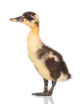 Cute little black yellow newborn duckling isolated on white background. Newly hatched duckling on a chicken farm.